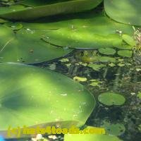 /home//u458753944/public_html/sourcegallery///////////////////Frogs/More bullfrogs/P7140834.JPG